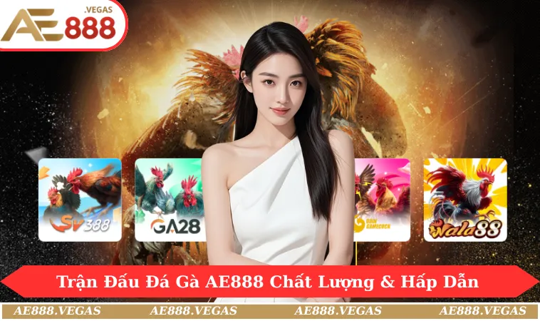 Các trận đấu đá gà AE888 luôn chất lượng và hấp dẫn