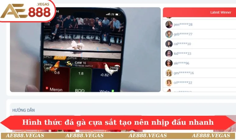 Hình thức đá gà cựa sắt tạo nên nhịp đấu nhanh